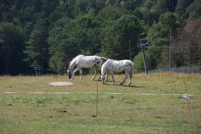 Dzieci z Ukrainy wypoczywają na Podkarpaciu